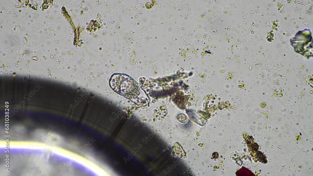 microorganisms and soil biology, with nematodes and fungi under the ...