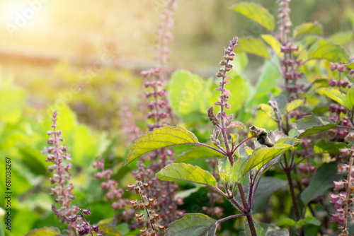 Medicinal plant green tulsi or holy basil herb, Fresh holy basil (Ocimum tenuiflorum) leaves and flower on green background