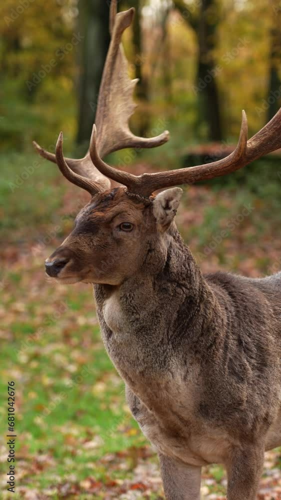 Beautiful deer in the forest in Europe, Germany. Magnificent wild animal with large antlers Beautiful deer in the forest in Europe, Germany. Magnificent wild animal with large antlers