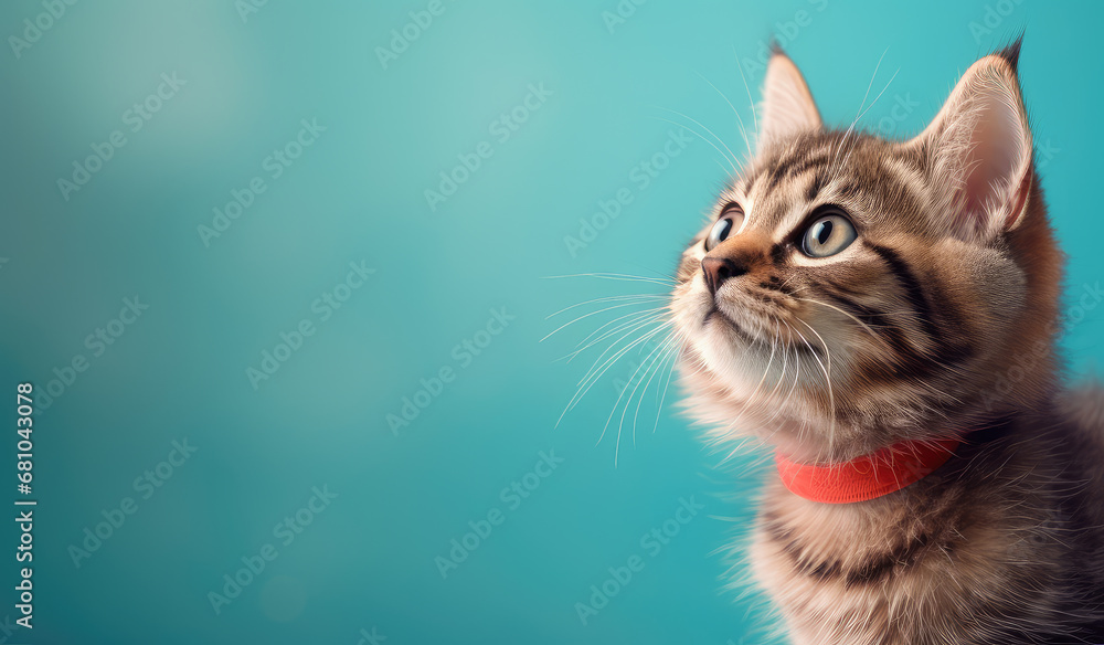 An Adorable cat with warm light background