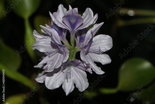 Flor de Cerca, Jacinto o Lirio de Agua