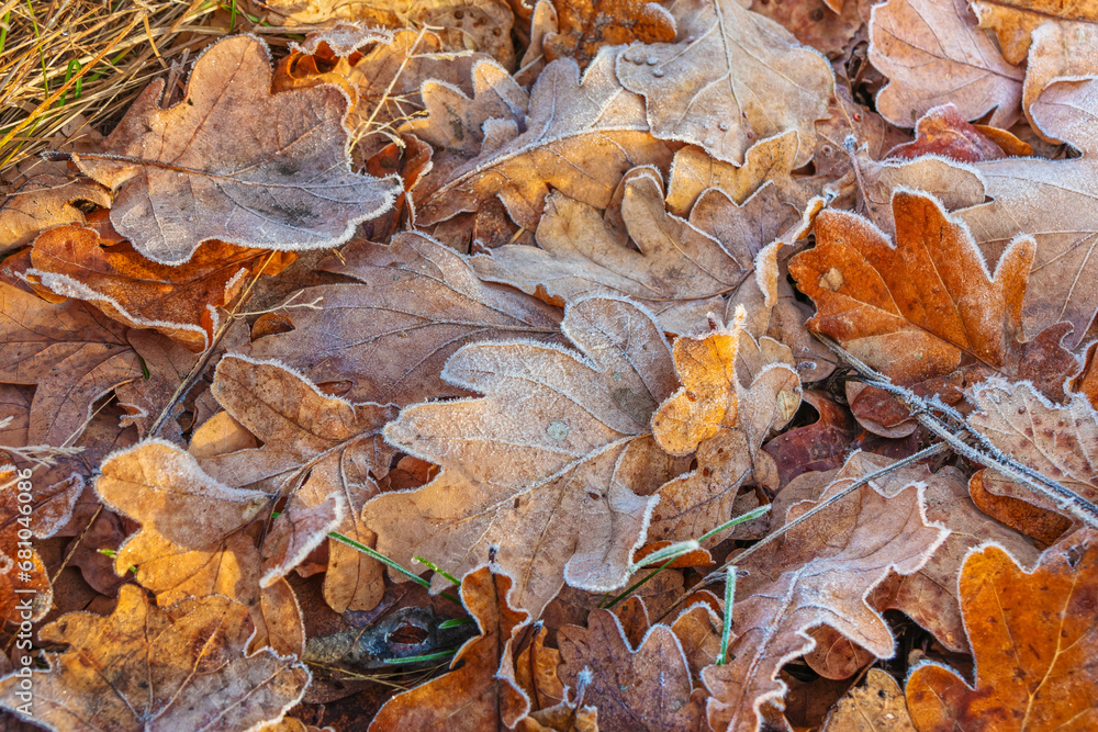Fallen autumn oak leaves with frost. Dry yellow leaves on the ground close up