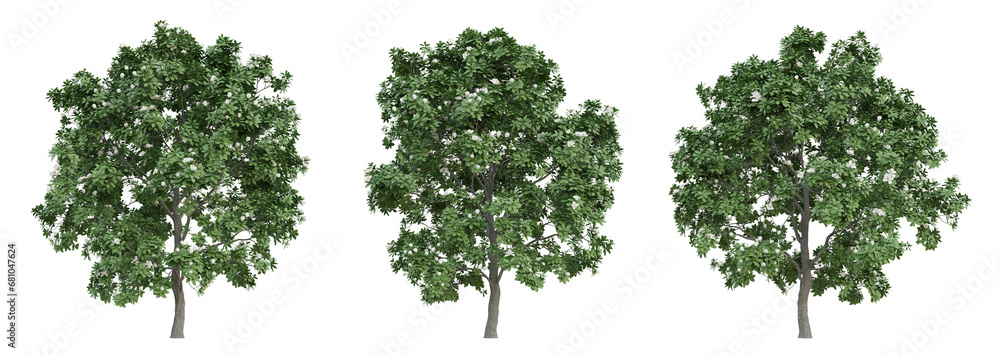 Green manglietia tree on transparent background, landscape design, 3d render illustration.