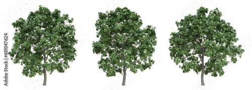 Green manglietia tree on transparent background  landscape design  3d render illustration.