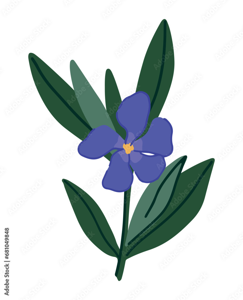 Periwinkle plant clipart. Vinca minor flower in cartoon style. Botanical vector illustration isolated on white. Periwinkle plant clipart. Vinca minor flower in cartoon style. Botanical vector illustration isolated on white.