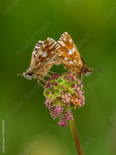 Grizzled Skippers Mating on Wildflower Head photo