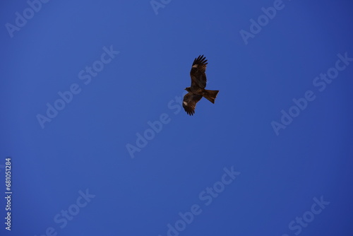 鳶、トンビ、とんび、鳥、飛ぶ、羽、青、空、フライ、狙う、飛翔、高く、見上げる、野生、日本、神奈川、横須賀、