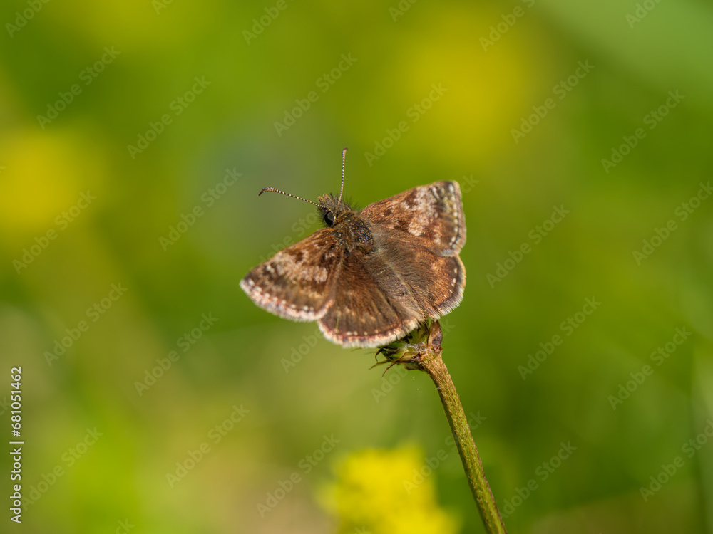 Dingy Skipper