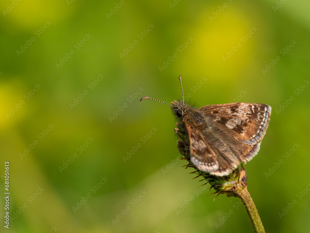 Obraz premium Dingy Skipper with Wings Open