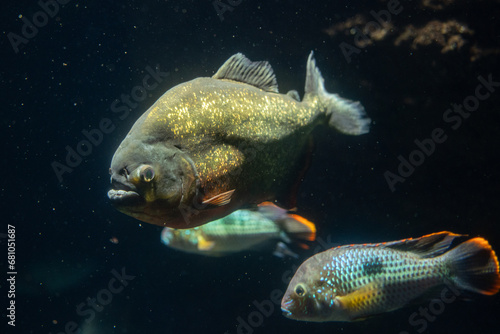 A red-bellied piranha fish, the most famous predatory fish in the amazon river. Animal portrait, underwater photo. photo