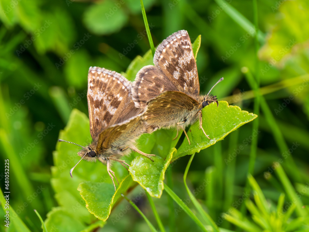 Obraz premium Dingy Skippers mating on a Leaf