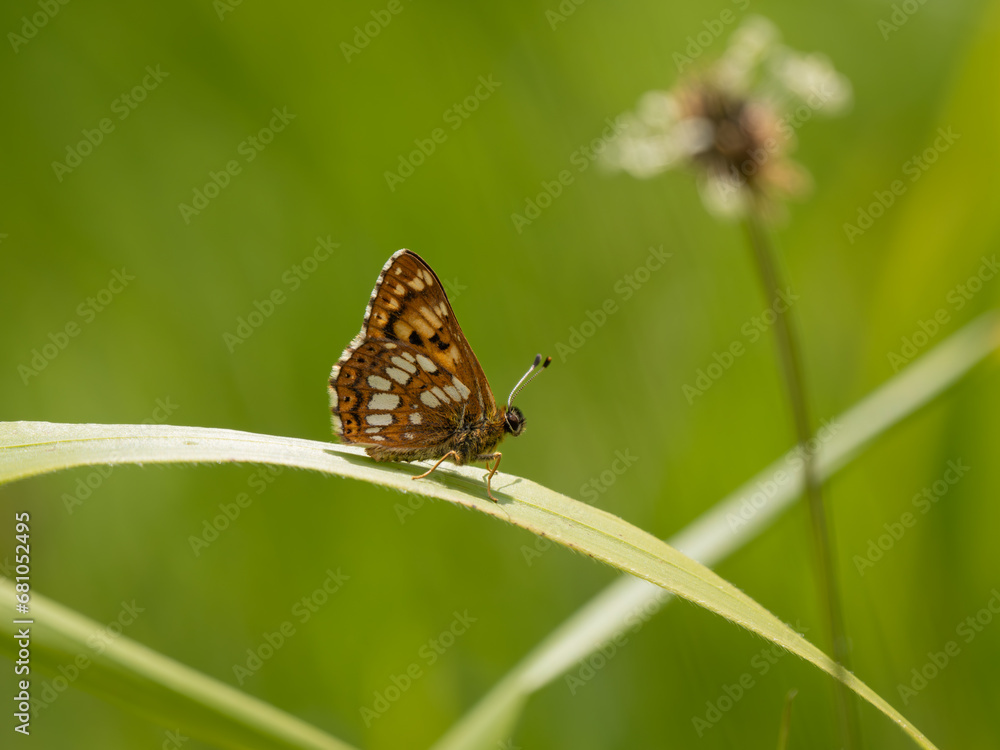 Duke of Burgundy Butterfly on a Grass Stem Duke of Burgundy Butterfly on a Grass Stem