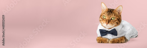 Cat in a shirt and bow tie on a pink background. photo