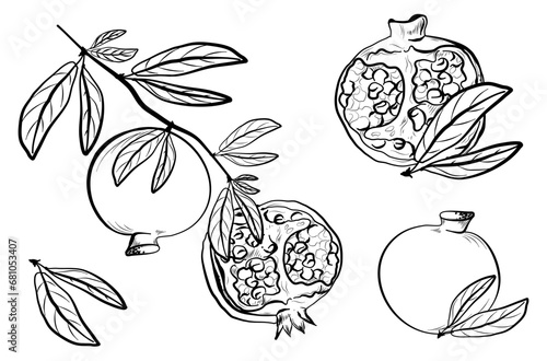 a set of pomegranates weighing on the branches of a tree with leaves freehand drawing vector