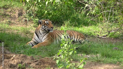 Bengal tiger from Indian forests.