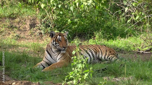  Bengal tiger from Indian forests.