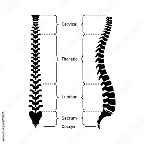 Human vertebral column. Cervical spine, thoracic spine, lumbar spine, Sacrum and coccyx. Bones of spine. Scientific resources for teachers and students. Vector illustration on white background.