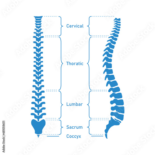 Human vertebral column. Cervical spine, thoracic spine, lumbar spine, Sacrum and coccyx. Bones of spine. Scientific resources for teachers and students. Vector illustration on white background.