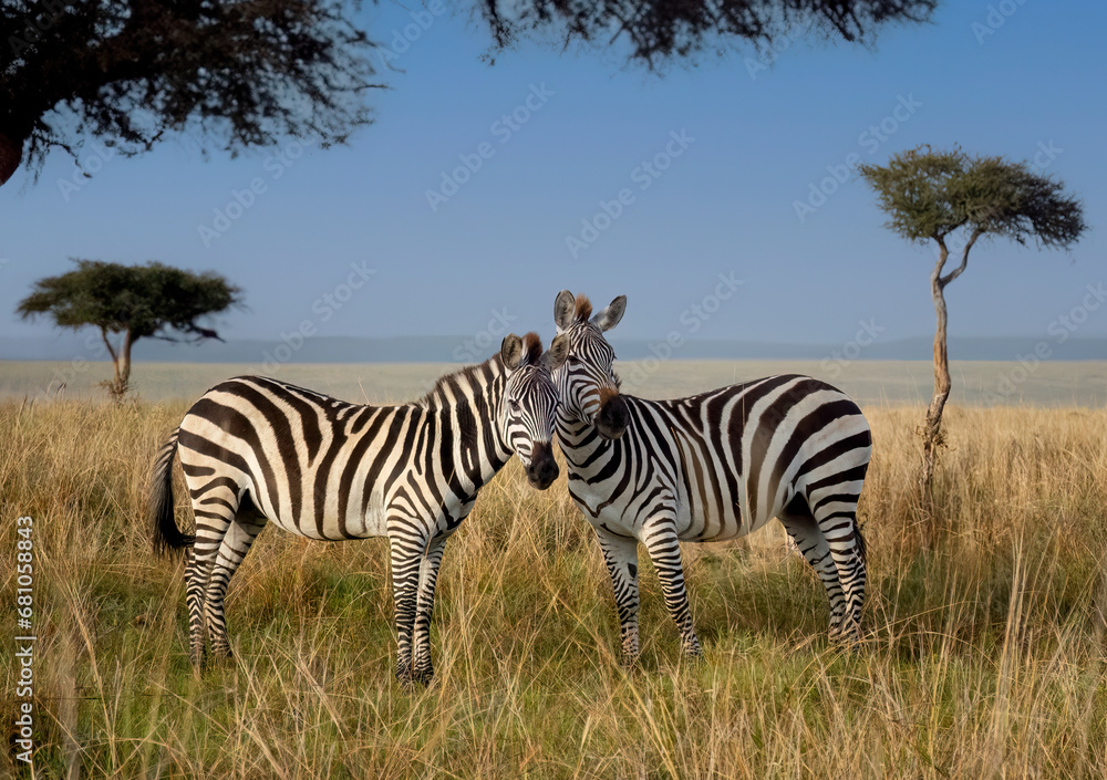 Striped Harmony: Two Zebras Savoring a Beautiful Day in the Masai Mara Savanna Striped Harmony: Two Zebras Savoring a Beautiful Day in the Masai Mara Savanna