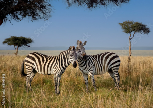 Striped Harmony: Two Zebras Savoring a Beautiful Day in the Masai Mara Savanna