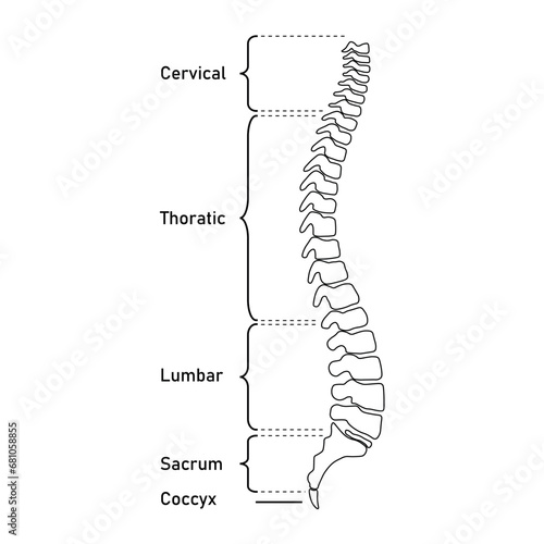 Human vertebral column. Cervical spine, thoracic spine, lumbar spine, Sacrum and coccyx. Bones of spine. Scientific resources for teachers and students. Vector illustration on white background.