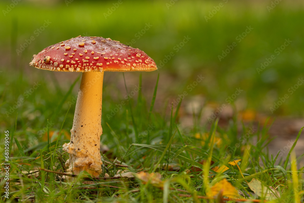 red mushroom in the grass red mushroom in the grass