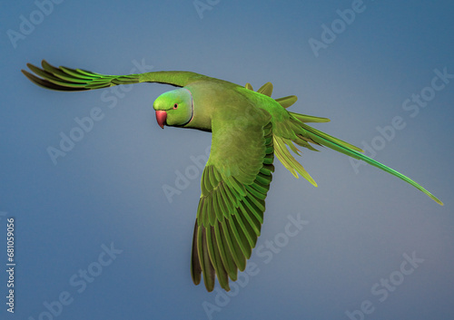 Quadro su tela A Majestic Green Rose-ringed parakeet Soaring Through the Vast, Azure Sky