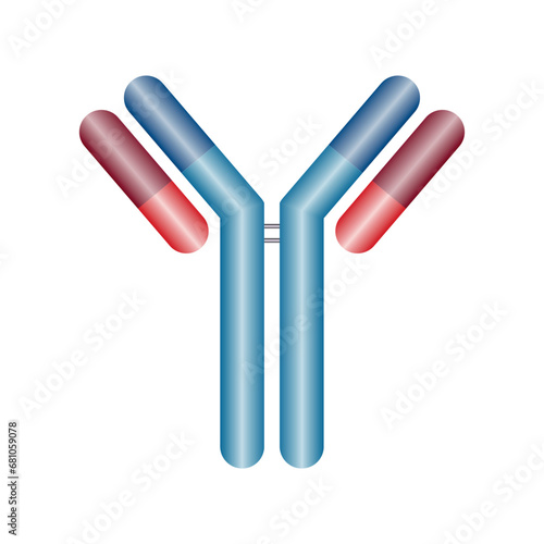 Single antibody immunoglobulin molecule. Schematic structure of an antibody. Scientific resources for teachers and students. Vector illustration isolated on white background.