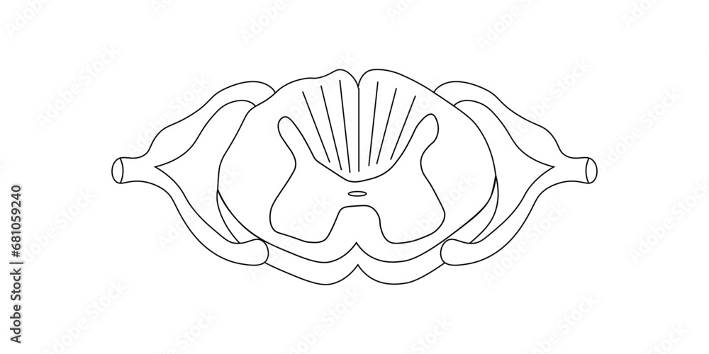 Spinal cord vector illustration. Cross section. Scientific resources for teachers and students. Spinal cord vector illustration. Cross section. Scientific resources for teachers and students.