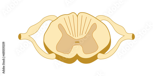 Spinal cord vector illustration. Cross section. Scientific resources for teachers and students. photo