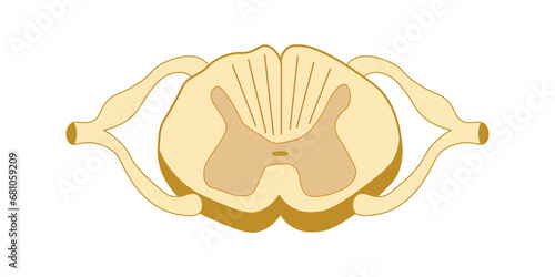 Spinal cord vector illustration. Cross section. Scientific resources for teachers and students.
