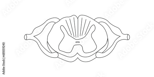 Spinal cord vector illustration. Cross section. Scientific resources for teachers and students.