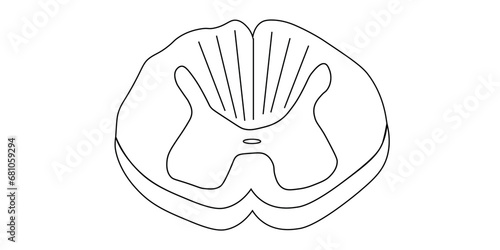 Spinal cord vector illustration. Cross section. Scientific resources for teachers and students.