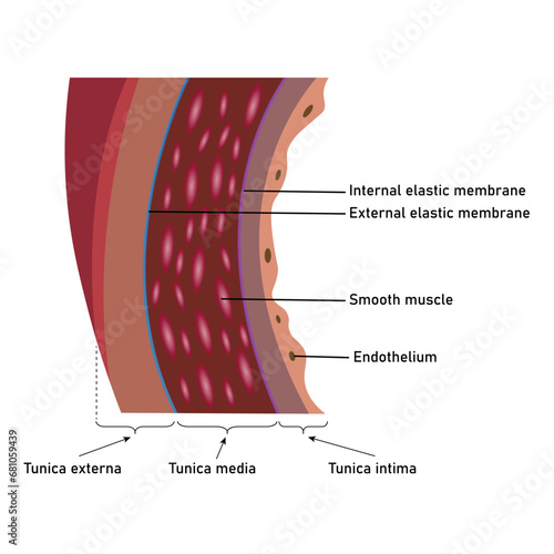 The structure of an artery wall. Tunica externa, tunica media and tunica intima. Internal and external elastic membrane. Scientific resources for teachers and students. photo