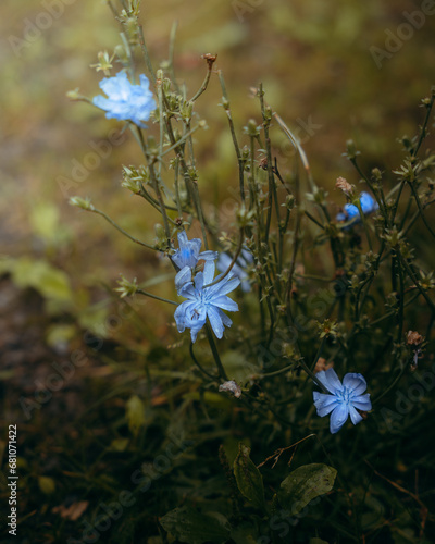 Blaue Herbstblumen
