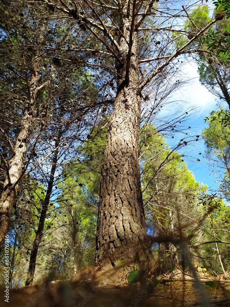Fototapeta premium Majestic Forest: Towering trees, conifers and the breath of the forest.