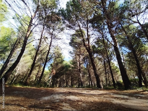 Fototapeta Naklejka Na Ścianę i Meble -  Enchanting path in the Coniferous Park: Nature and Serenity.