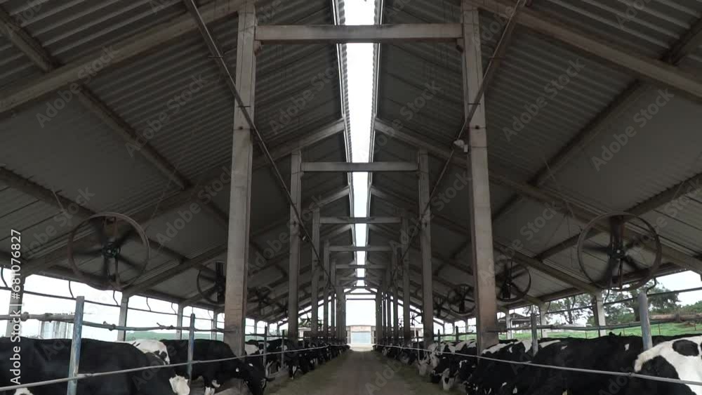confinamento coberto de vacas de leite em fazenda no Brasil confinamento coberto de vacas de leite em fazenda no Brasil