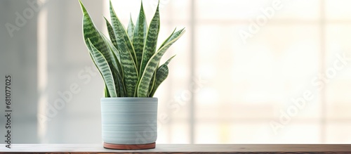 Snake plant on display in a modern home window Copy space image Place for adding text or design photo
