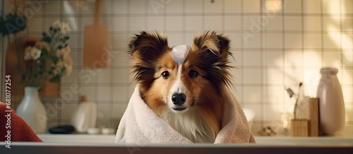 Shetland sheepdog bandaged by person in bathroom Copy space image Place for adding text or design photo