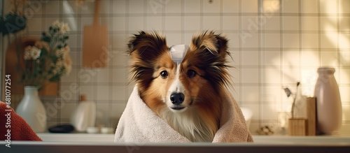 Shetland sheepdog bandaged by person in bathroom Copy space image Place for adding text or design