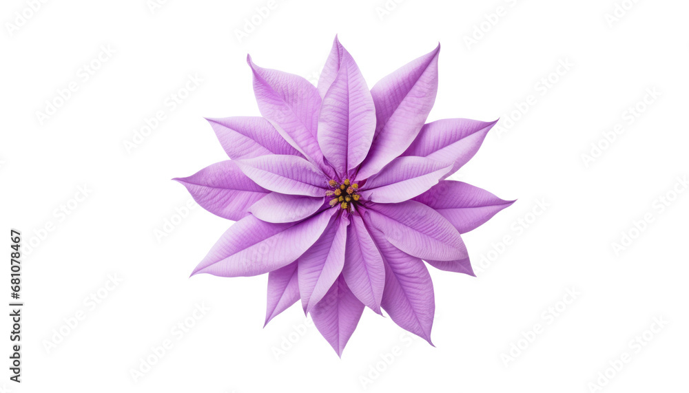 pink flower isolated on transparent background cutout pink flower isolated on transparent background cutout