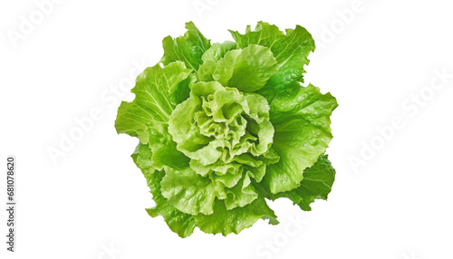 green lettuce isolated on transparent background cutout