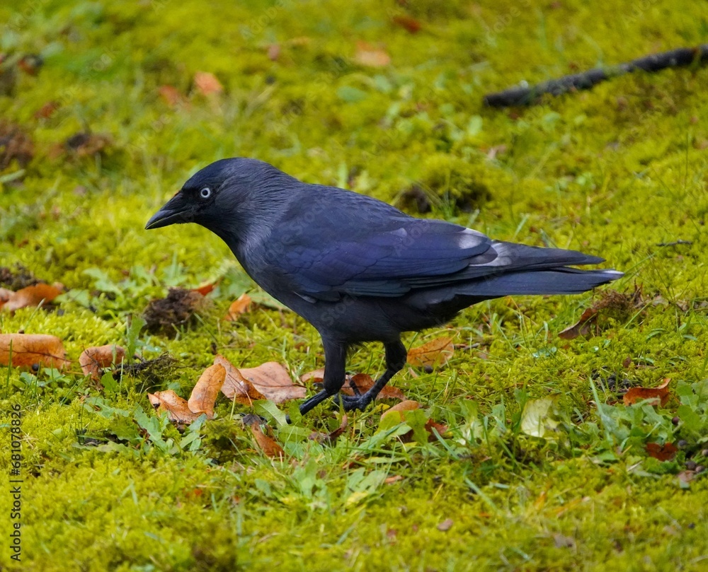 Rarity in nature, jackdaw with defect mutation, leucism. The otherwise black bird has some white feathers. Western jackdaw (Coloeus monedula), crow family. Hanover, Germany. Rarity in nature, jackdaw with defect mutation, leucism. The otherwise black bird has some white feathers. Western jackdaw (Coloeus monedula), crow family. Hanover, Germany.