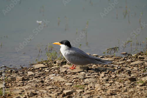 Canvas Print River Tern posing on the shoreline