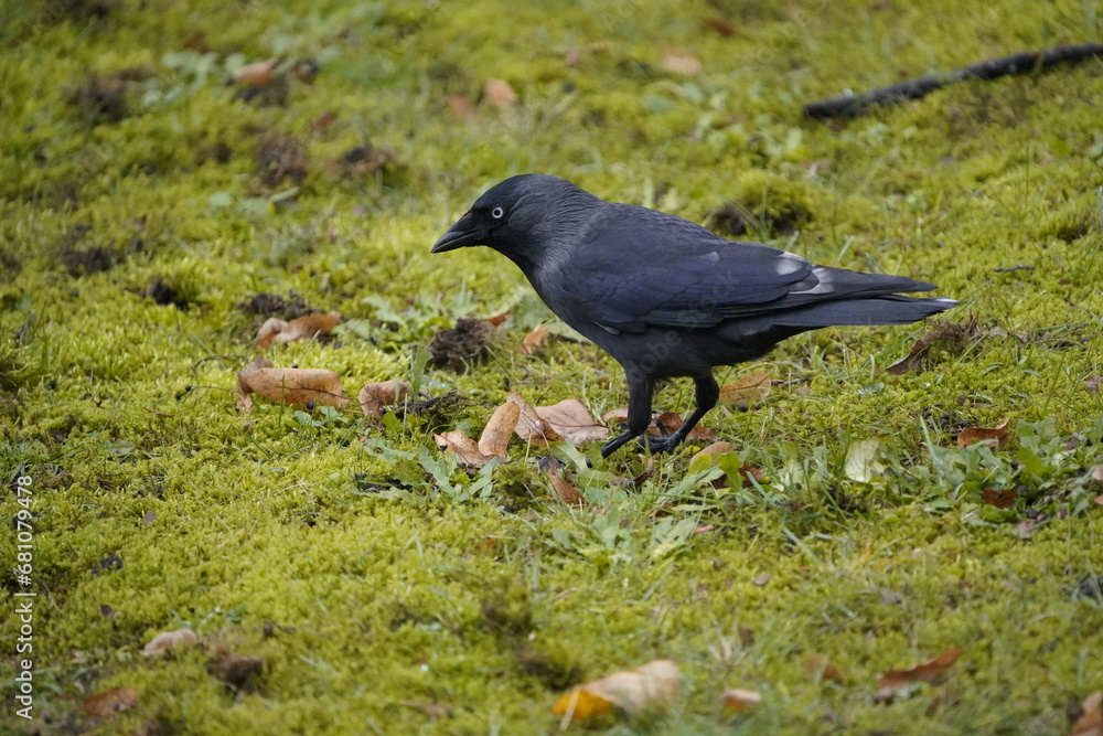 Rarity in nature, jackdaw with defect mutation, leucism. The otherwise black bird has some white feathers. Western jackdaw (Coloeus monedula), crow family. Hanover, Germany. Rarity in nature, jackdaw with defect mutation, leucism. The otherwise black bird has some white feathers. Western jackdaw (Coloeus monedula), crow family. Hanover, Germany.