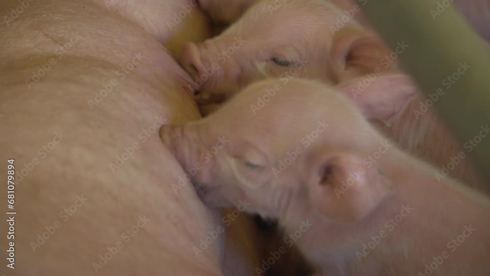 piglets suckling with sow's milk piglets suckling with sow's milk
