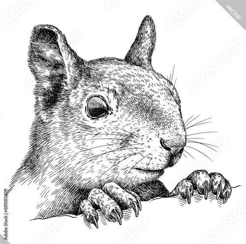Vintage engraving isolated squirrel set illustration ink sketch. Forest background animal silhouette art. Black and white hand drawn vector image