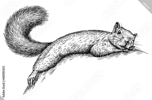 Vintage engraving isolated squirrel set illustration ink sketch. Forest background animal silhouette art. Black and white hand drawn vector image