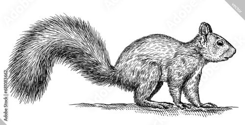 Vintage engraving isolated squirrel set illustration ink sketch. Forest background animal silhouette art. Black and white hand drawn vector image
